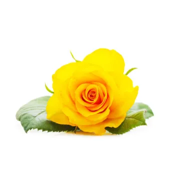 Yellow Rose